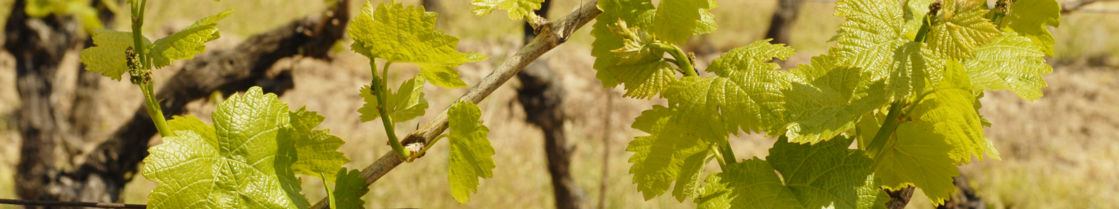 Junger Weinrebentrieb ©Feuerbach